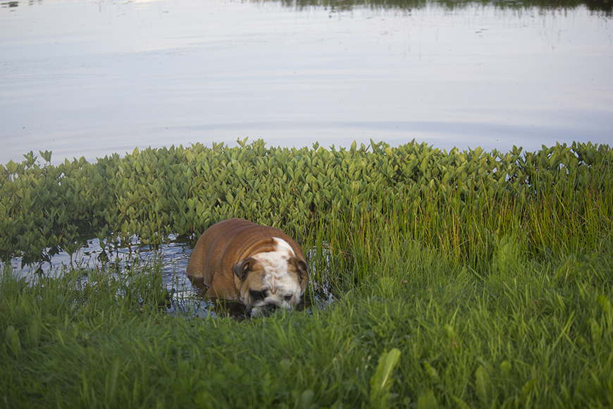 Hundedagene varer fra 23. juli til 23. august. Det vistes på scorekortet til Knut Fjerstad